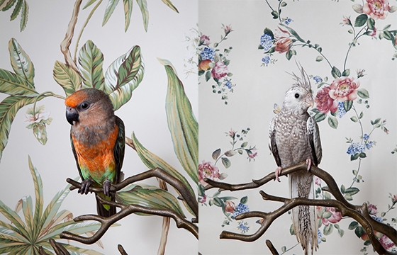 Claire Rosen’s “Birds of a Feather”