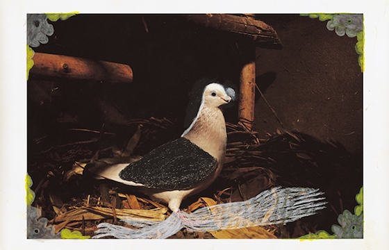 Carolyn Drake's "Wild Pigeon"