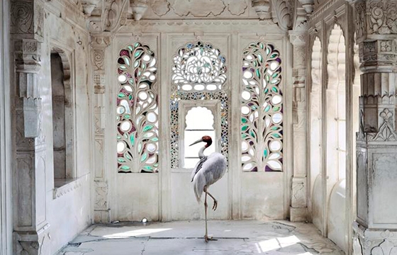 Karen Knorr's composited animal images now on view at Danzinger Gallery
