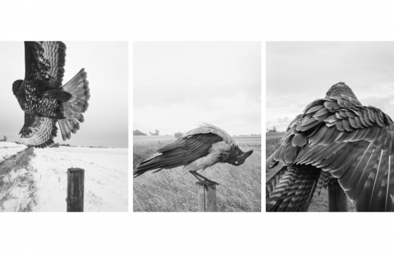 Stephen Gill photographs all the birds that land on a single pillar