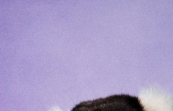 Ryan McGinley "Animals" @ Team Gallery, NYC